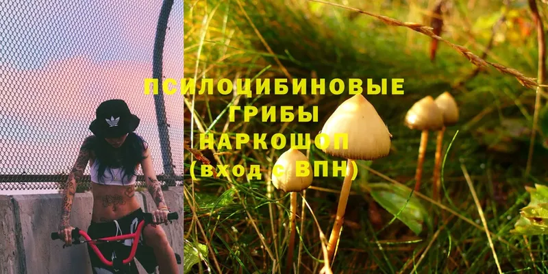 Псилоцибиновые грибы Magic Shrooms  закладки  Назарово 